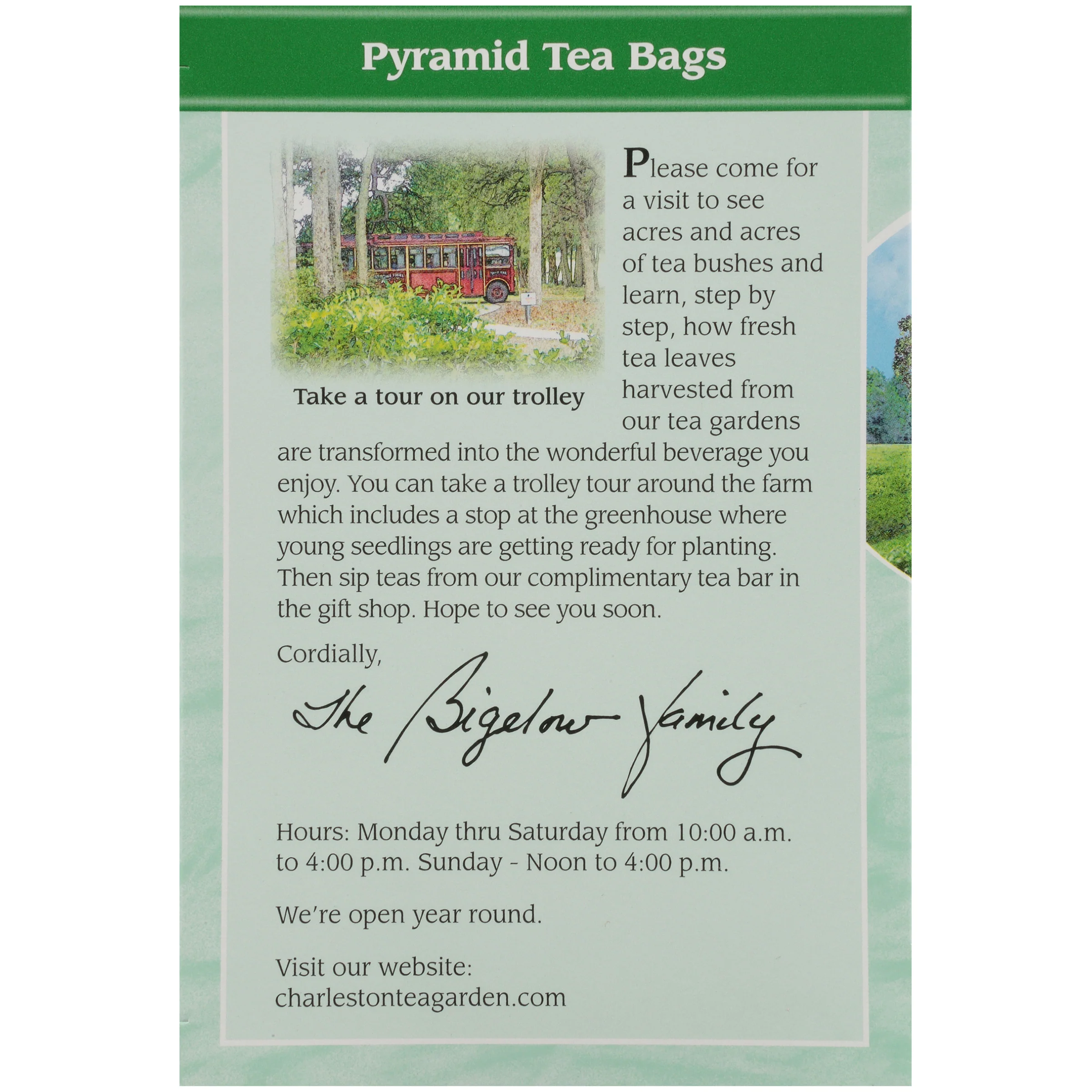 Green Tea with Mint Pyramid - Image 4